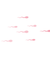 spermie_3