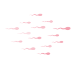 spermie_4